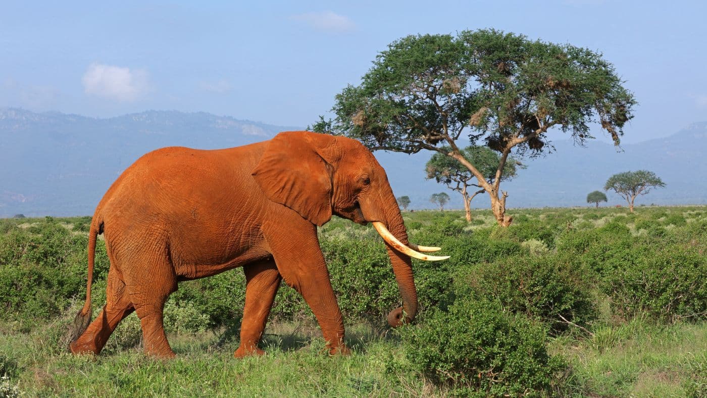 Red Elephant Walking in African Savannah, Tsavo, Kenya