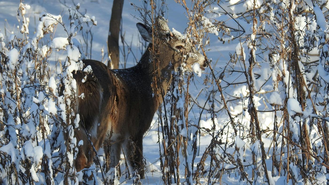 Deer in the snow