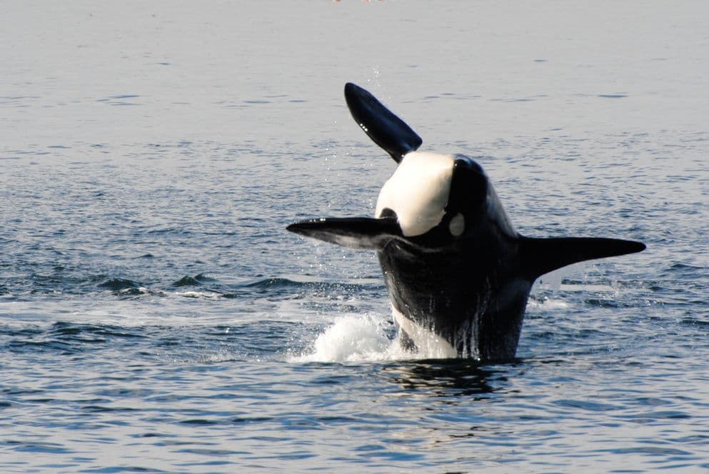 Orca near Victoria island, British Columbia
