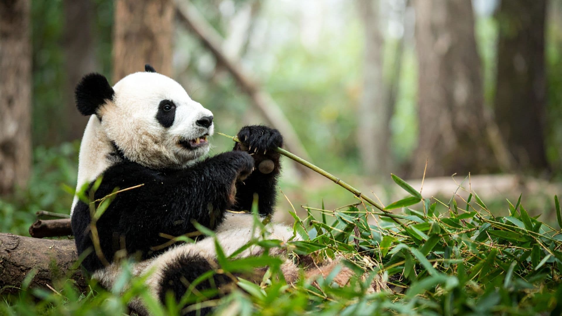 Giant panda eating bamboo
