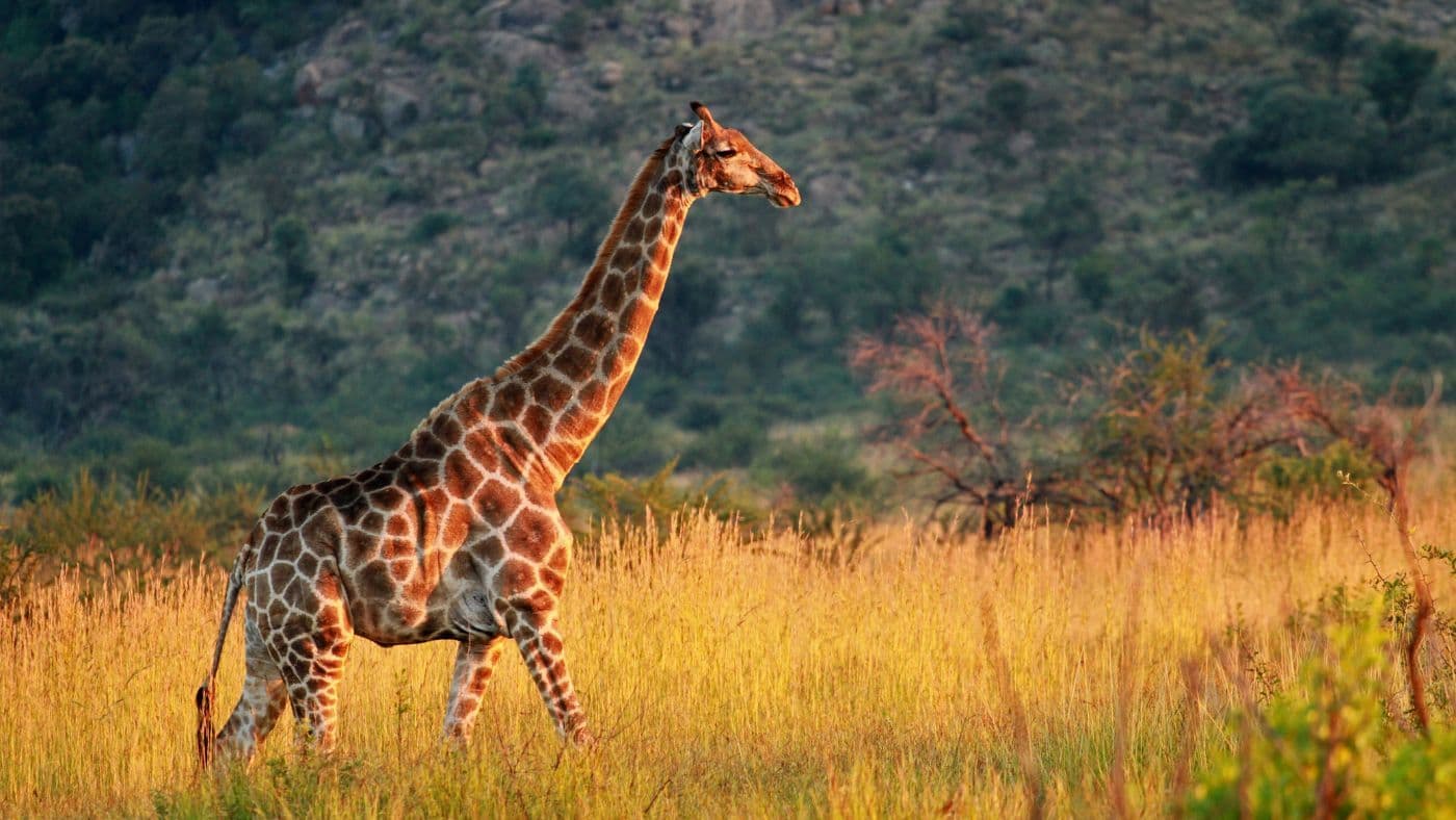 Giraffe Walking Through Dry Grassland, Pilanesberg National Park, South Africa