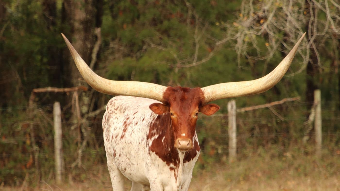 Texas