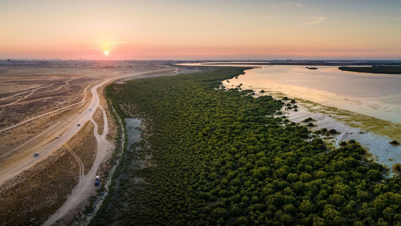 Mangrove beach and forest in Umm al Quwain emirate of the UAE