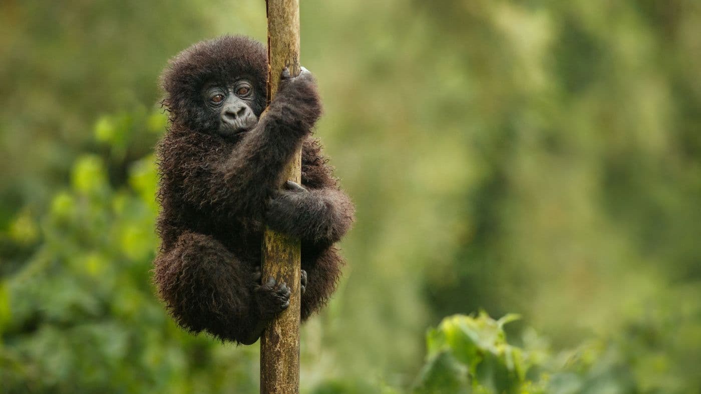 Wild mountain gorilla in the nature habitat.