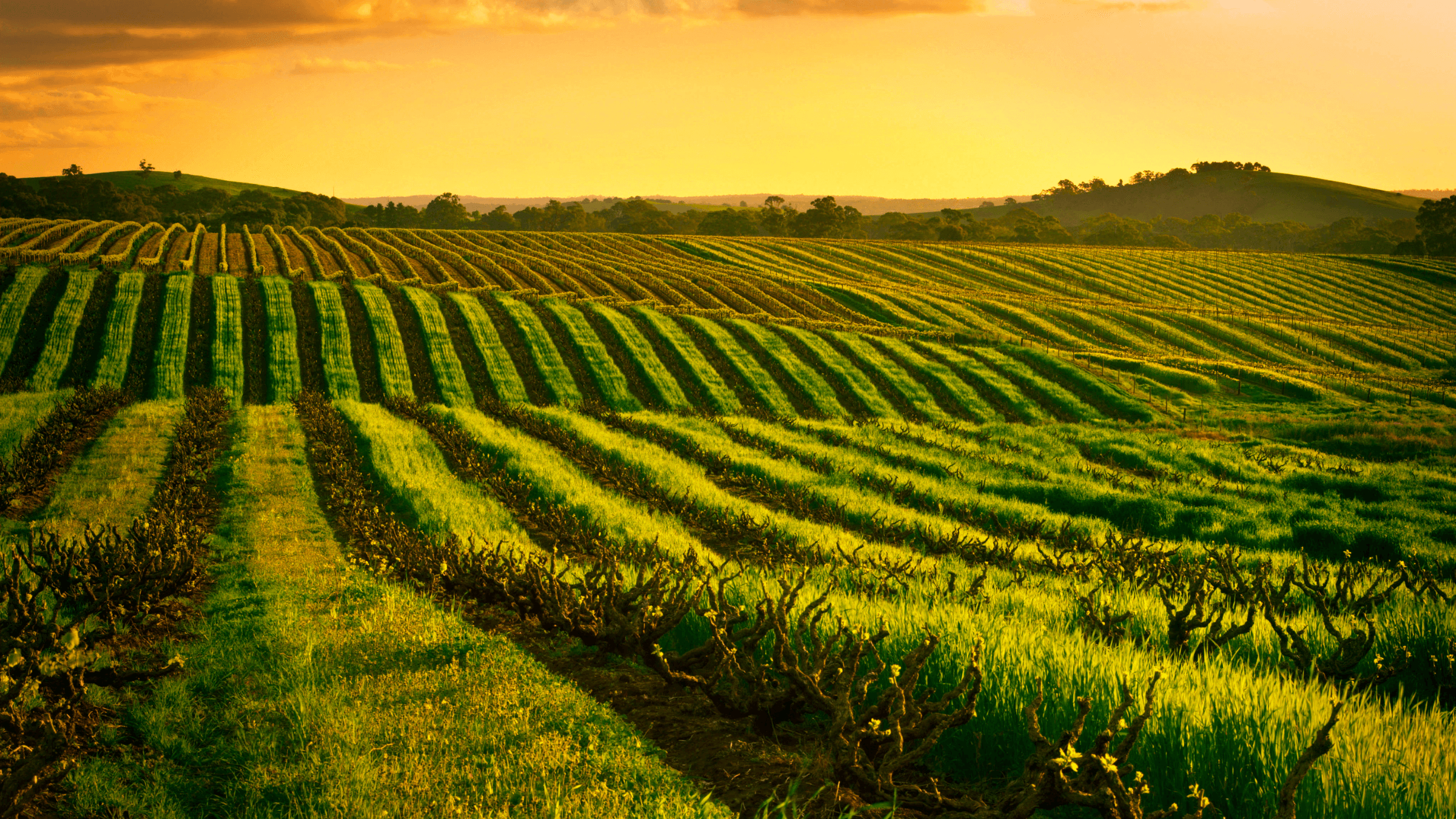 South Australian vineyards at sunset.