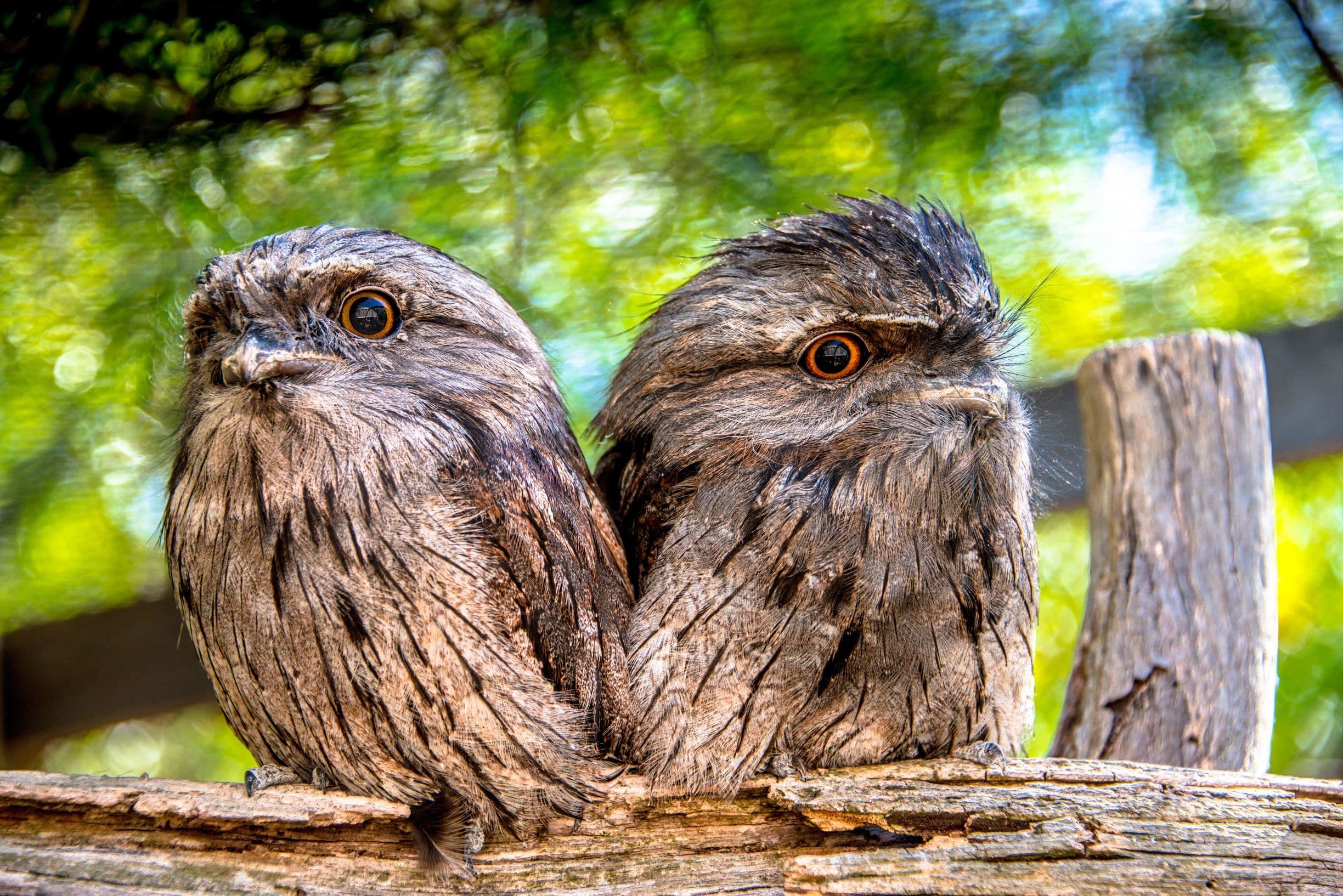 Tawny Frogmouth (Podargus strigoides) - Bonorong Wildlife Park