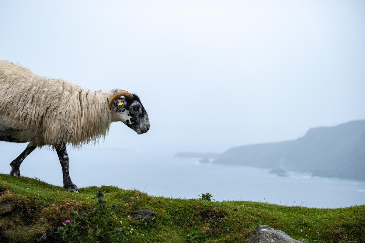 Sheep in Donegal