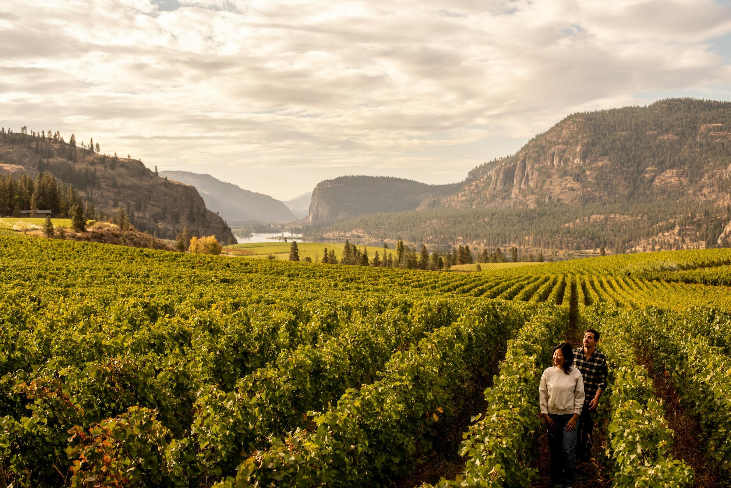 A couple walking through the vineyard at Blue Mountain Vineyard and Cellars in Okanagan Falls.