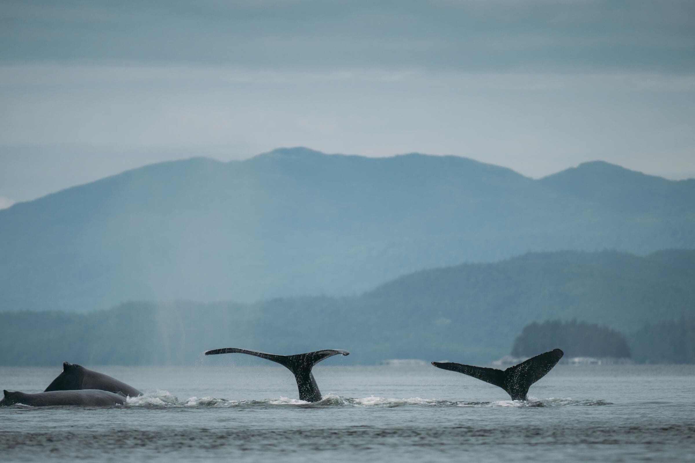 Whale watching in Prince Rupert.