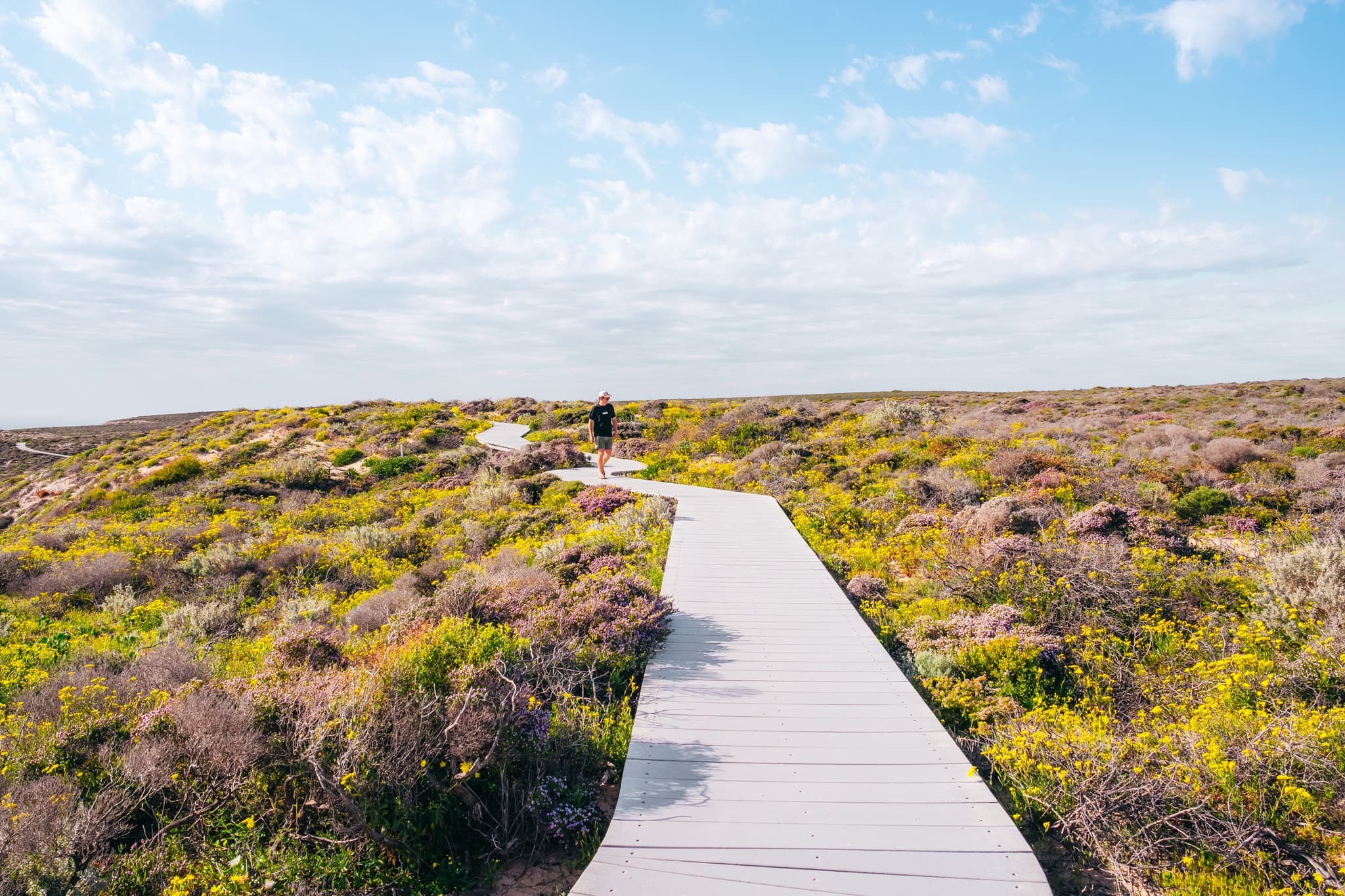 Wildflowers on the Coral Coast, Western Australia