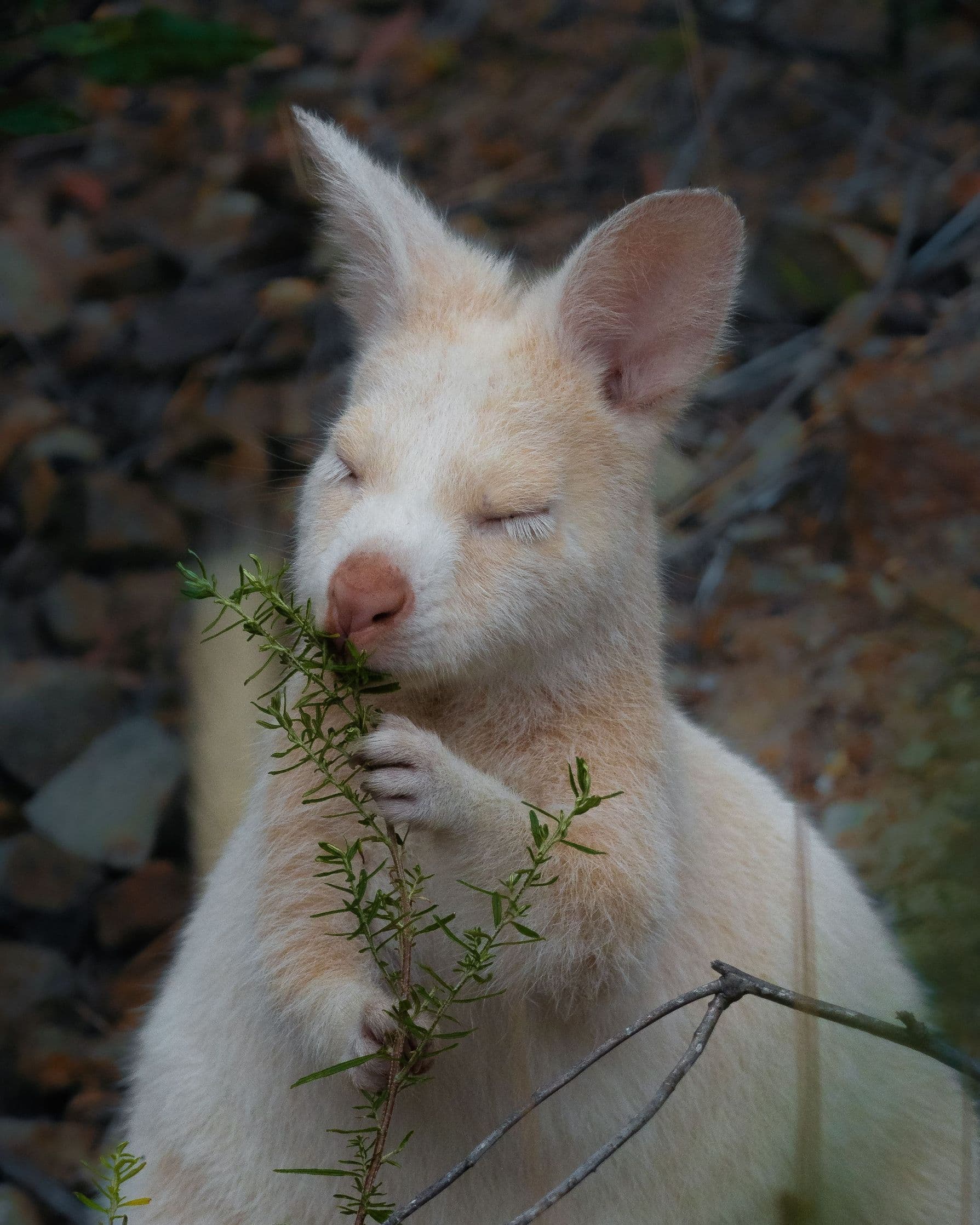 White Wallaby