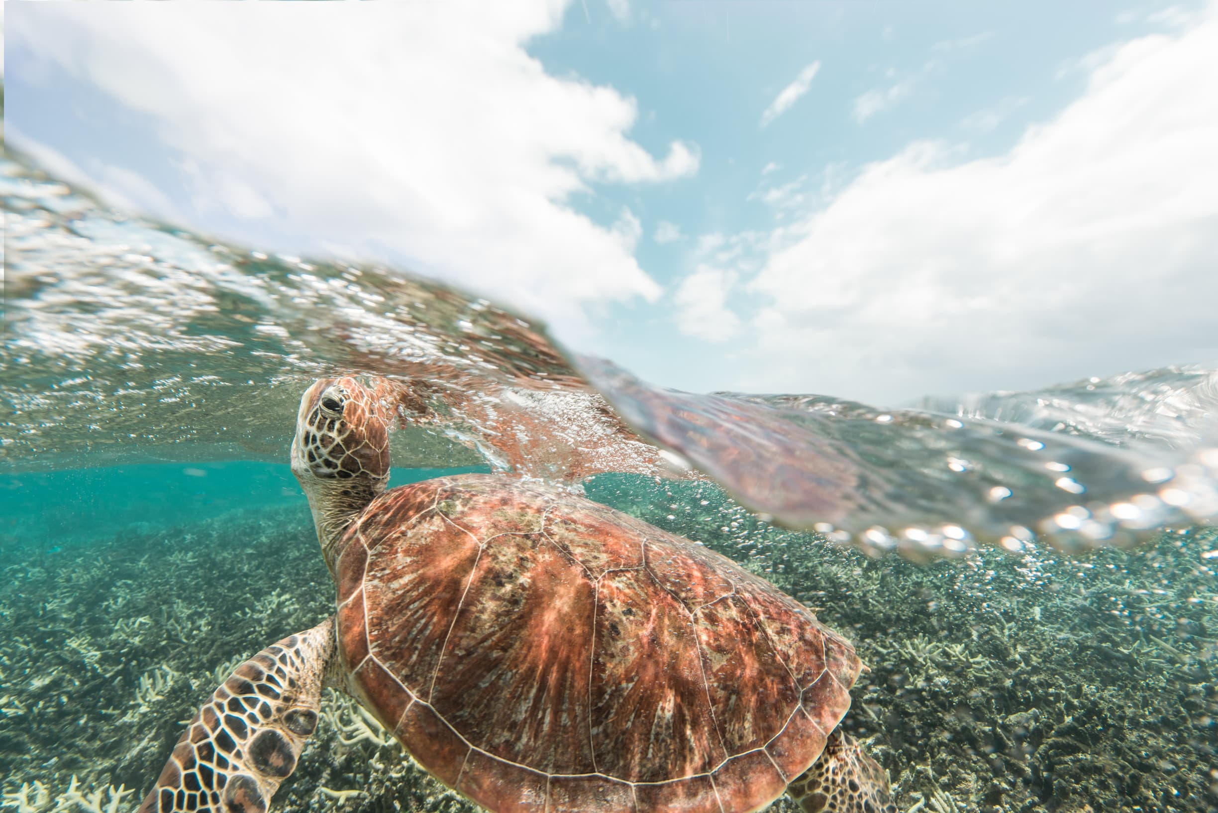 Green Sea Turtle