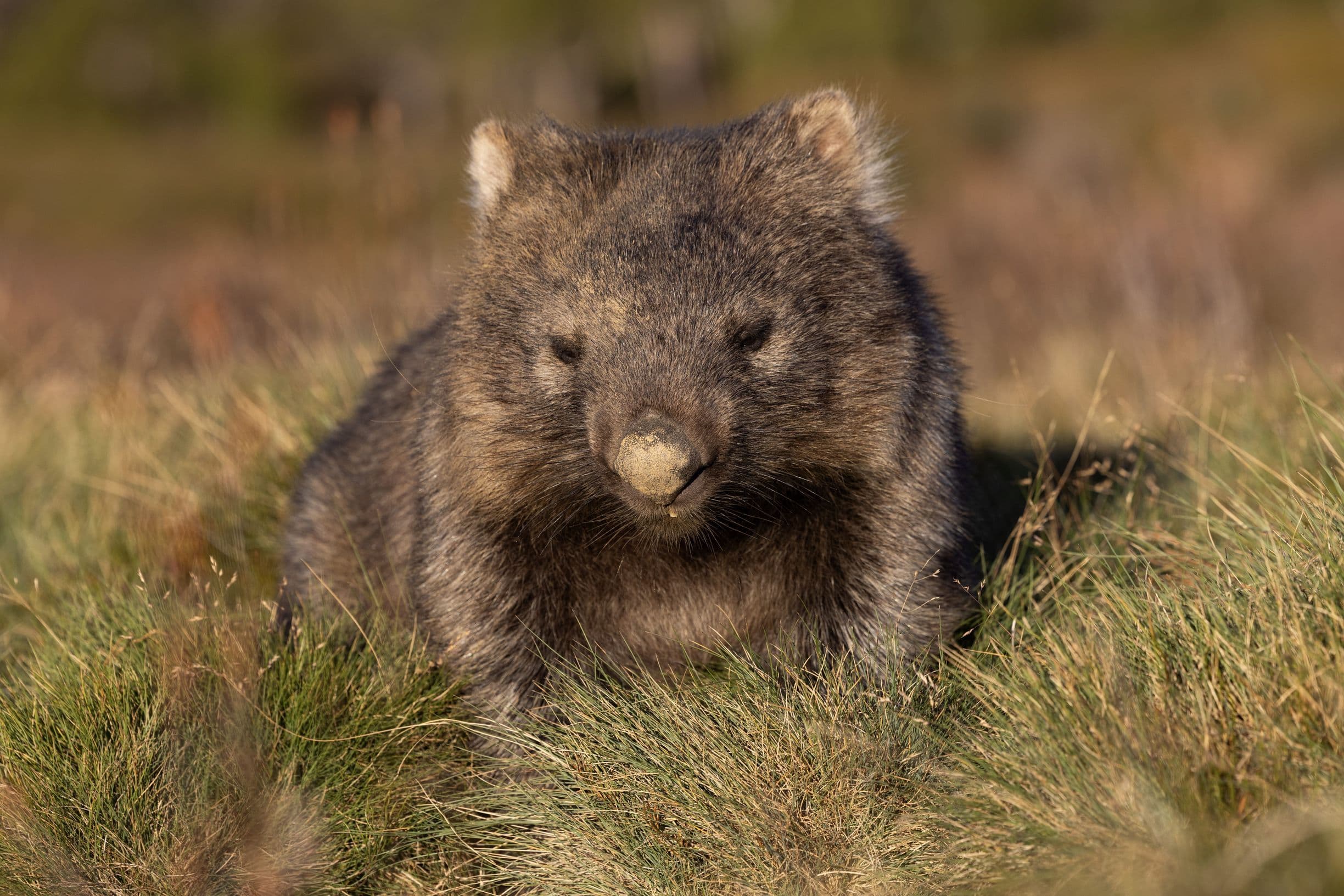 Wombat (Vombatus ursinus)