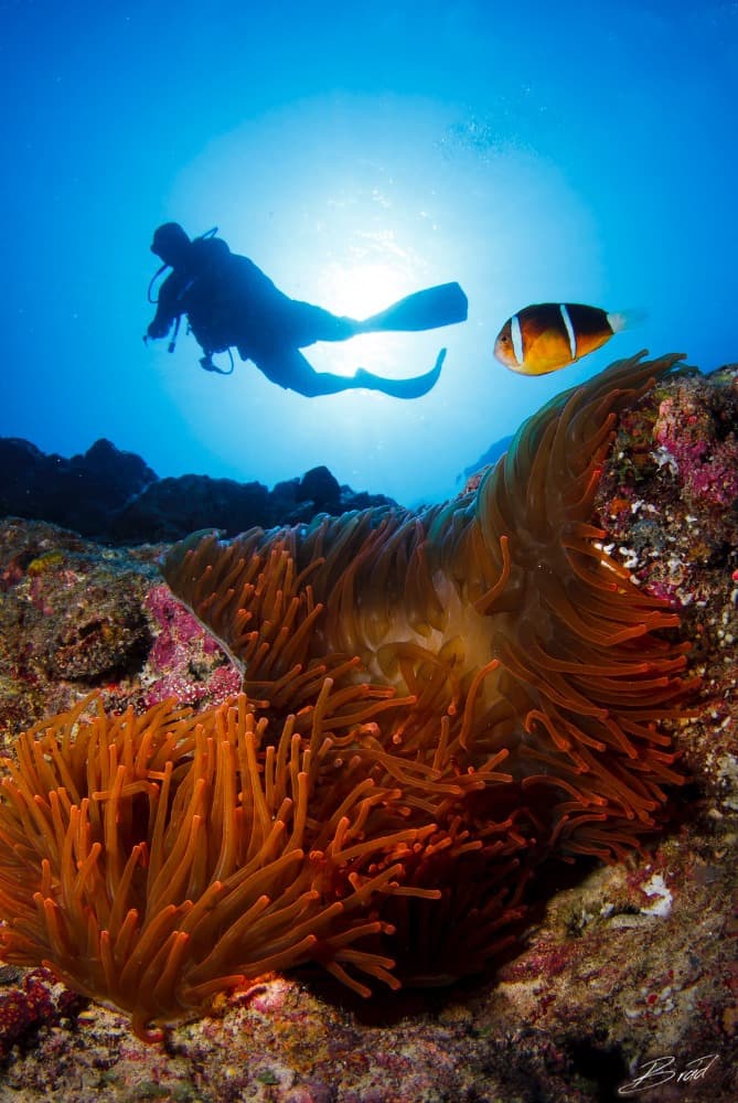 Diving near Yap