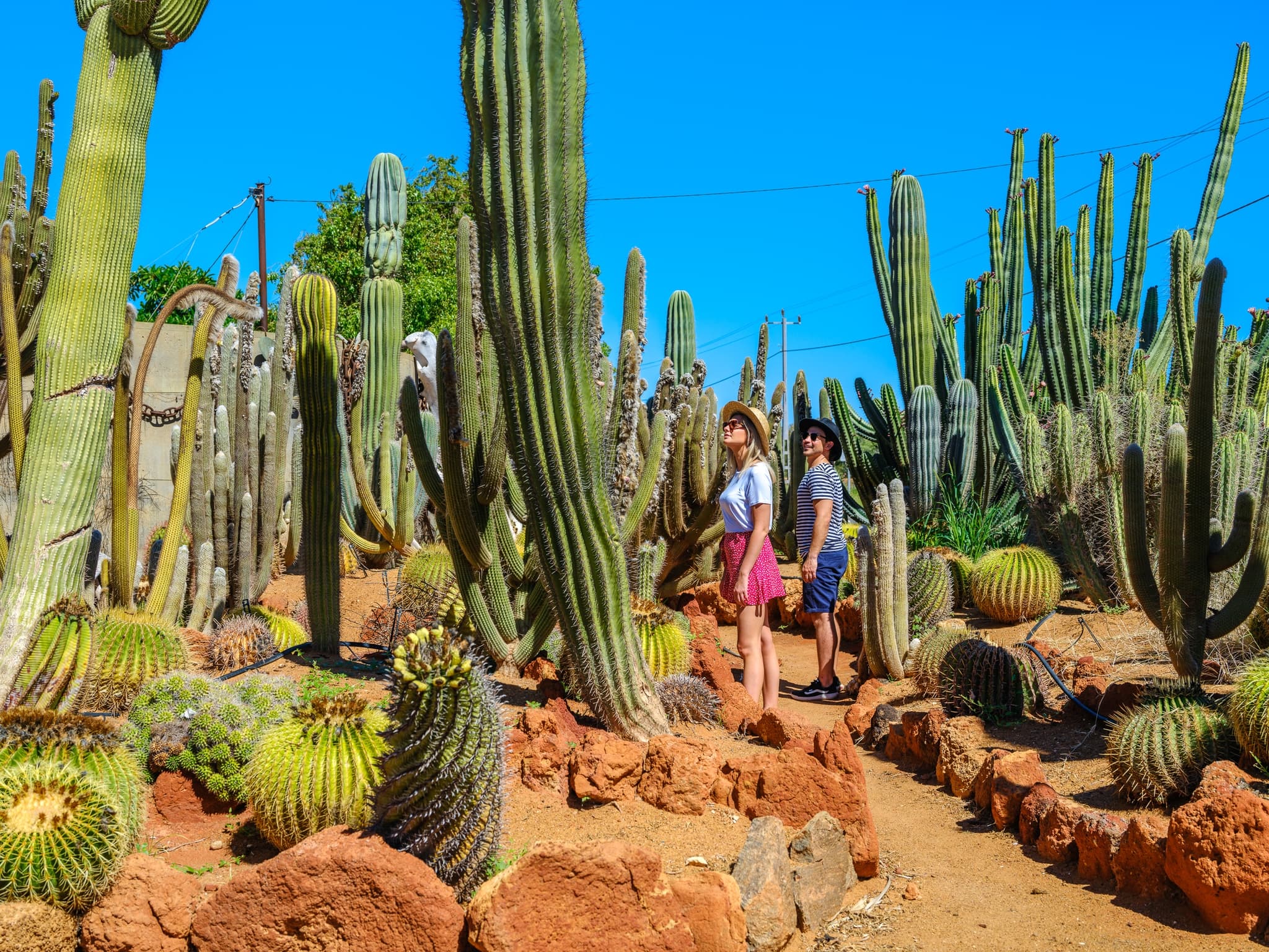 Cactus Garden, Carnarvon, Western Australia