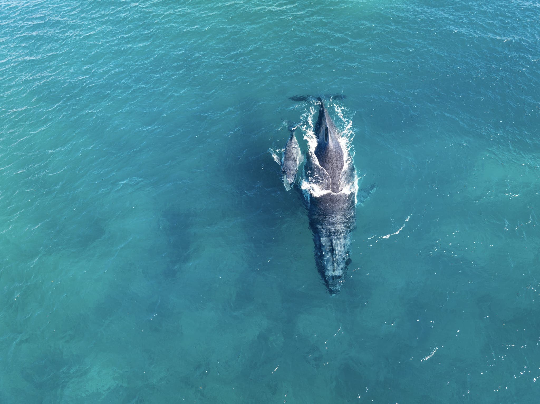 Humpback Whale at Gnaraloo Station, Western Australia