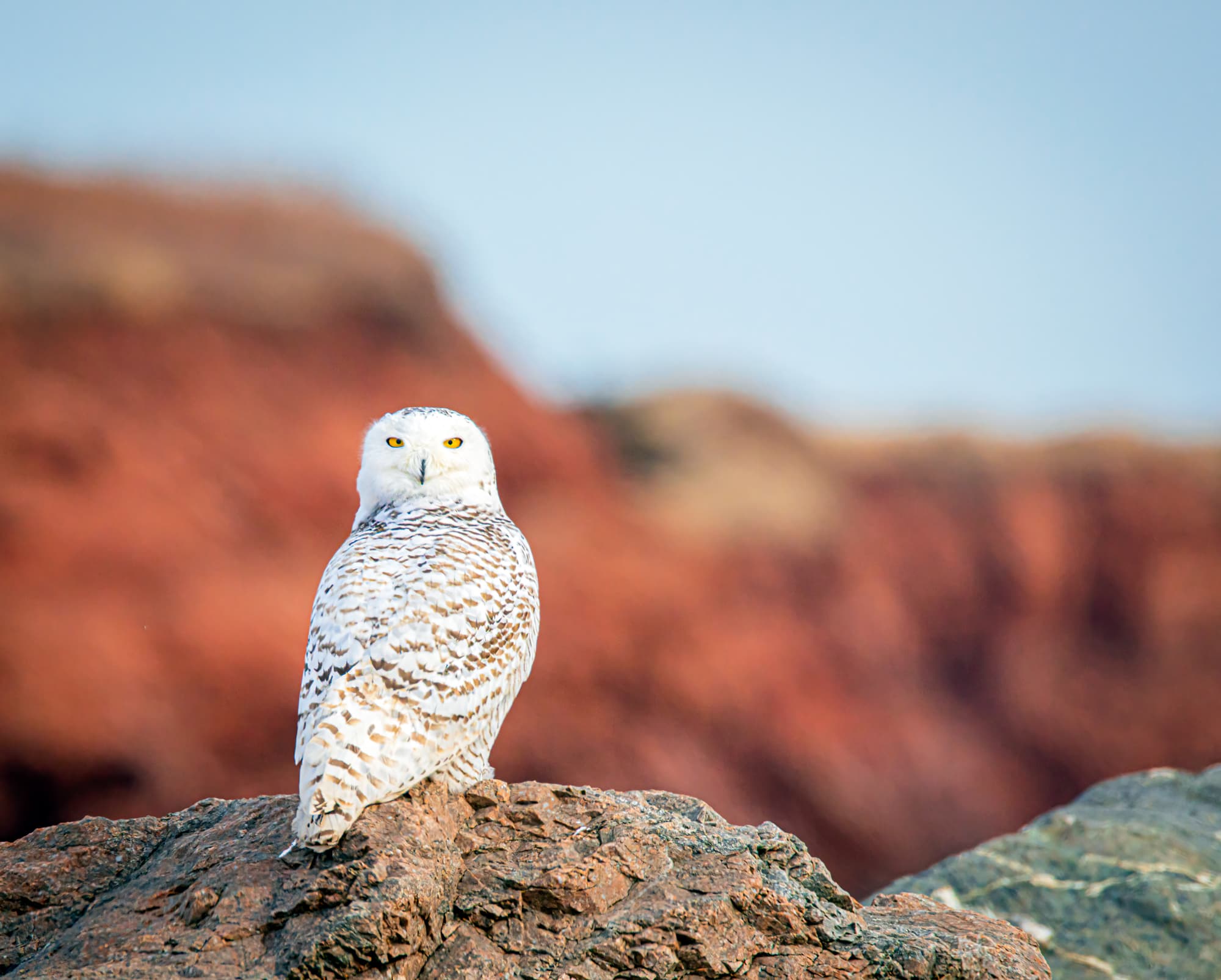 White owl on Prince Edward Island