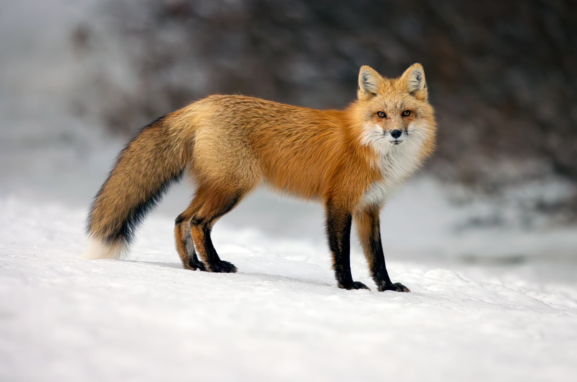 Fox on Prince Edward Island