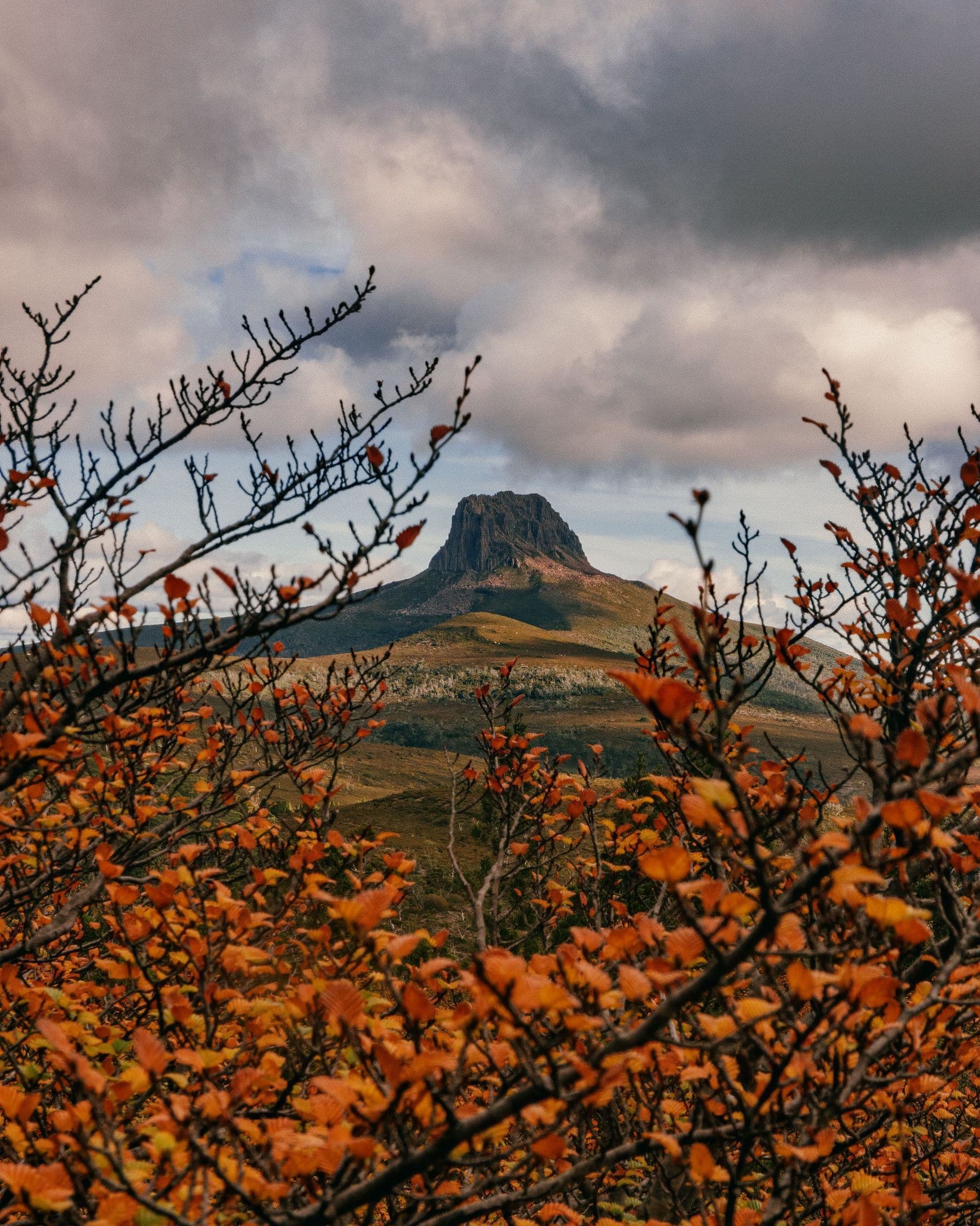 Overland Track, Barn Bluff and Fagus