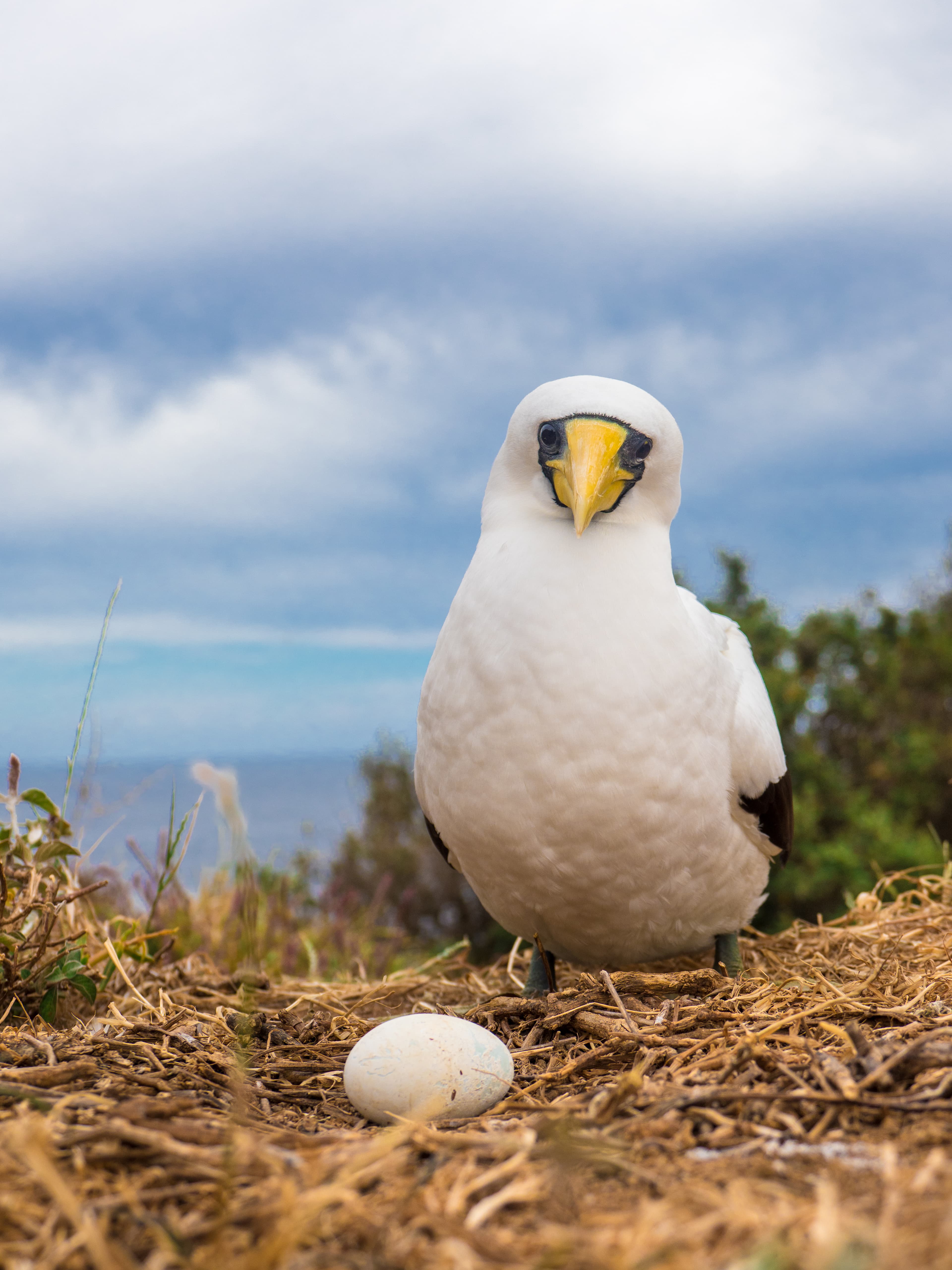Masked Booby on Norfolk island