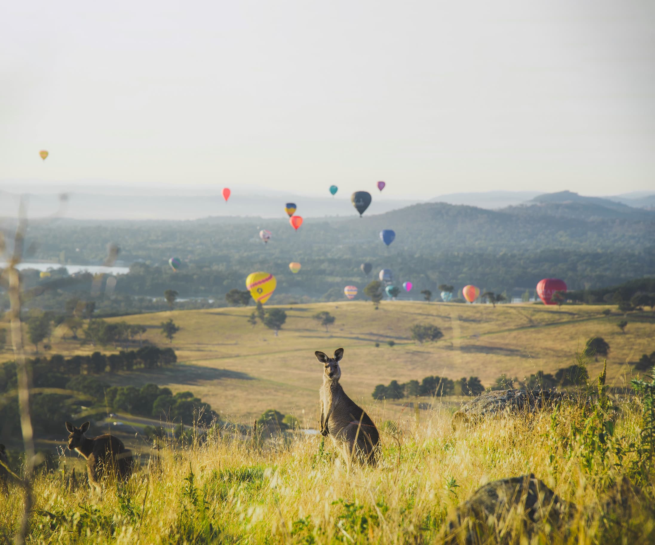 Kangaroo and Canberra Balloon Spectacular 2018