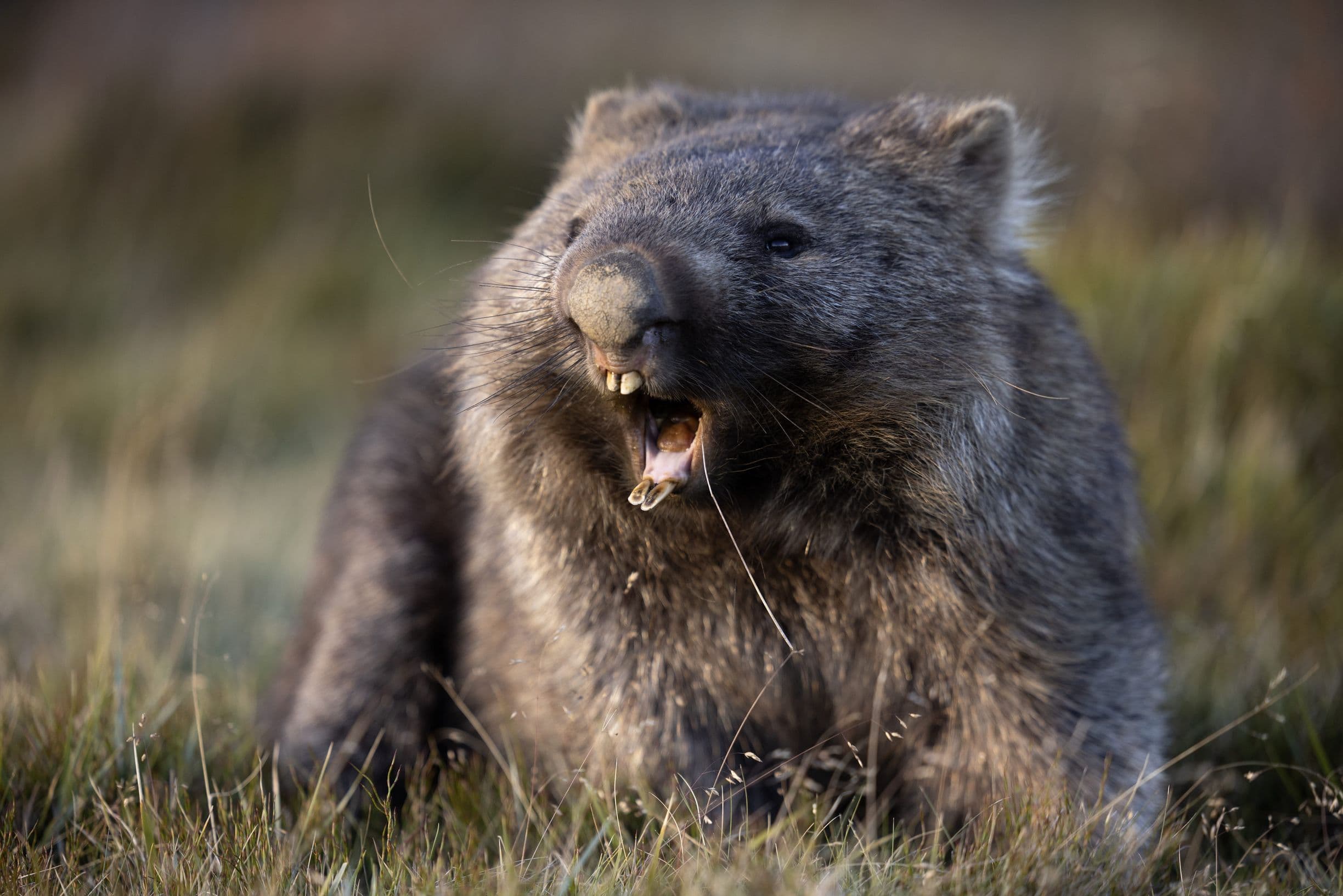 Wombat (Vombatus ursinus)