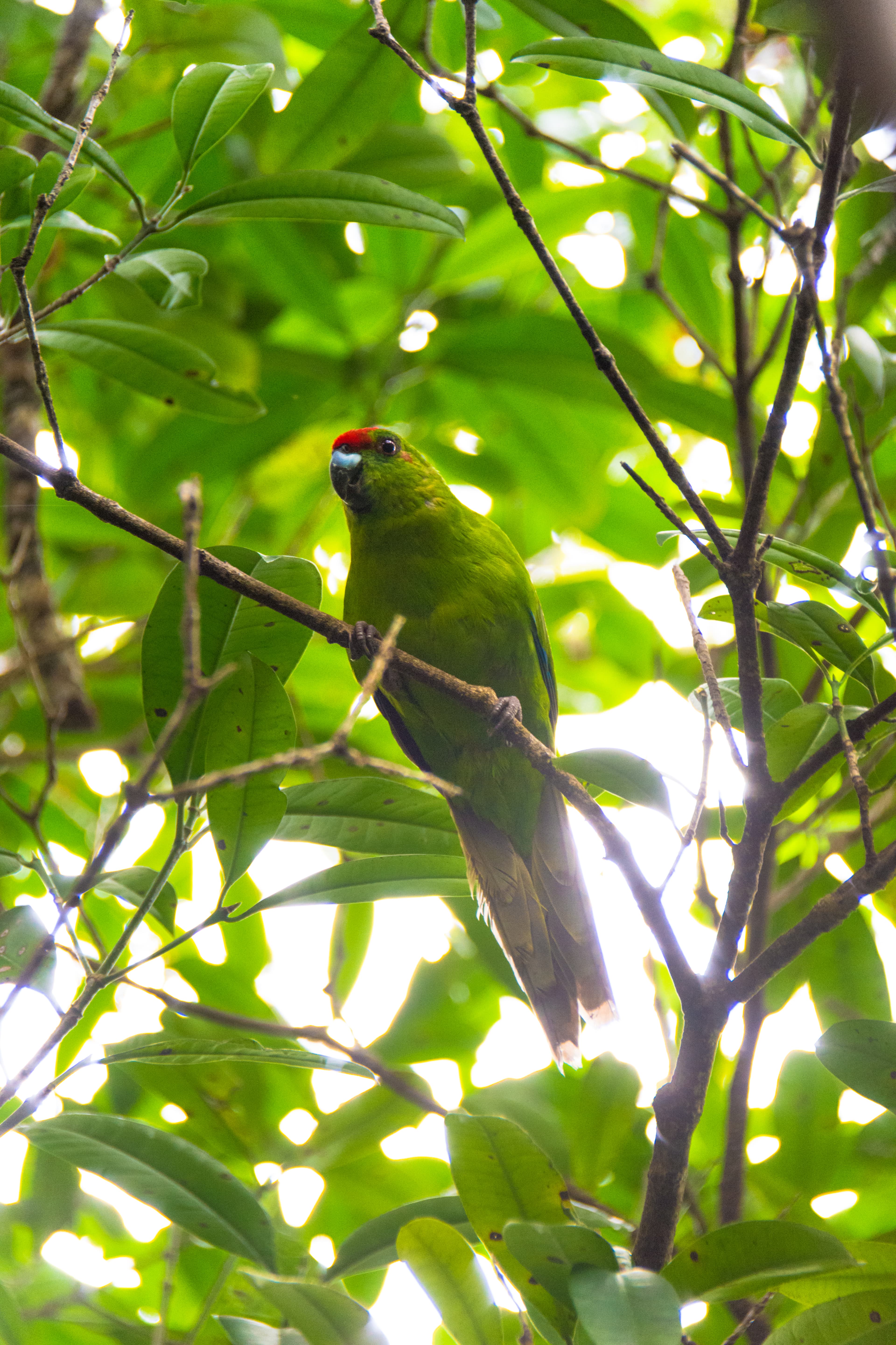 Green Parrot on Norfolk Island