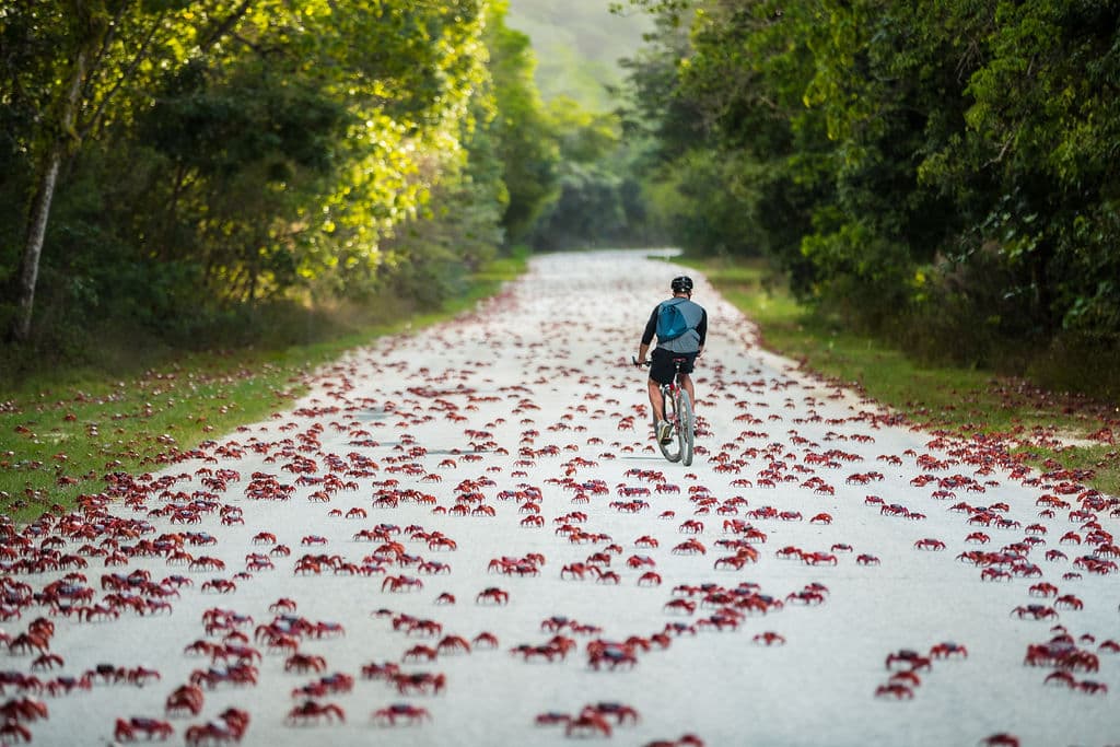 Red crab migration on Christmas Island