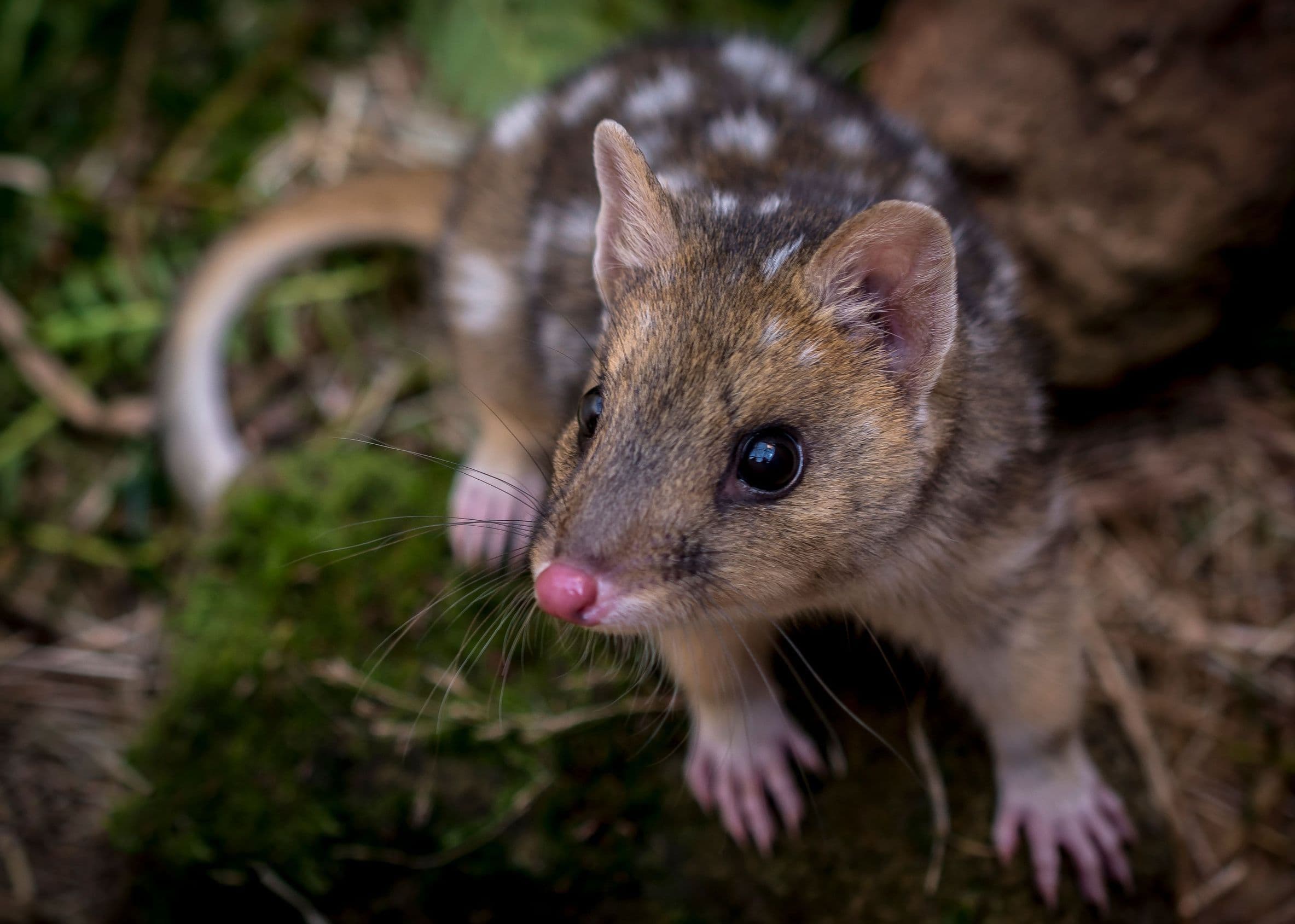 Eastern quoll (Dasyurus viverrinus)