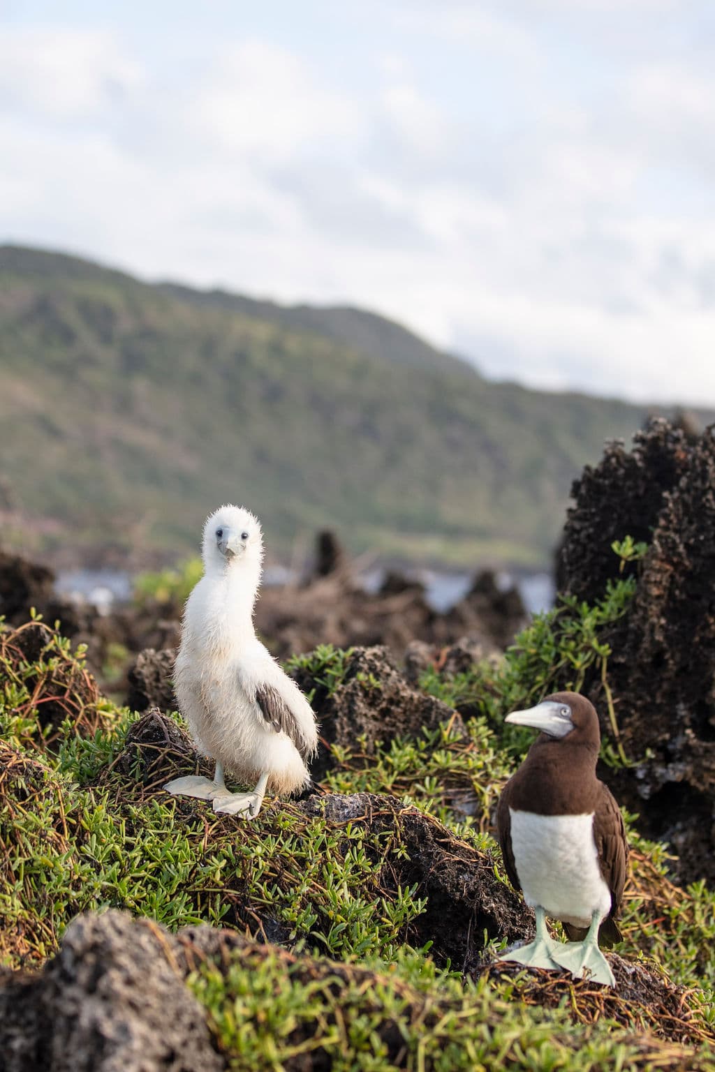 Birdlife on Christmas Island
